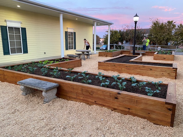 Photo of UTMB Health Medical Students planting the Island Farmacy at the Family Medicine Clinic - Island West