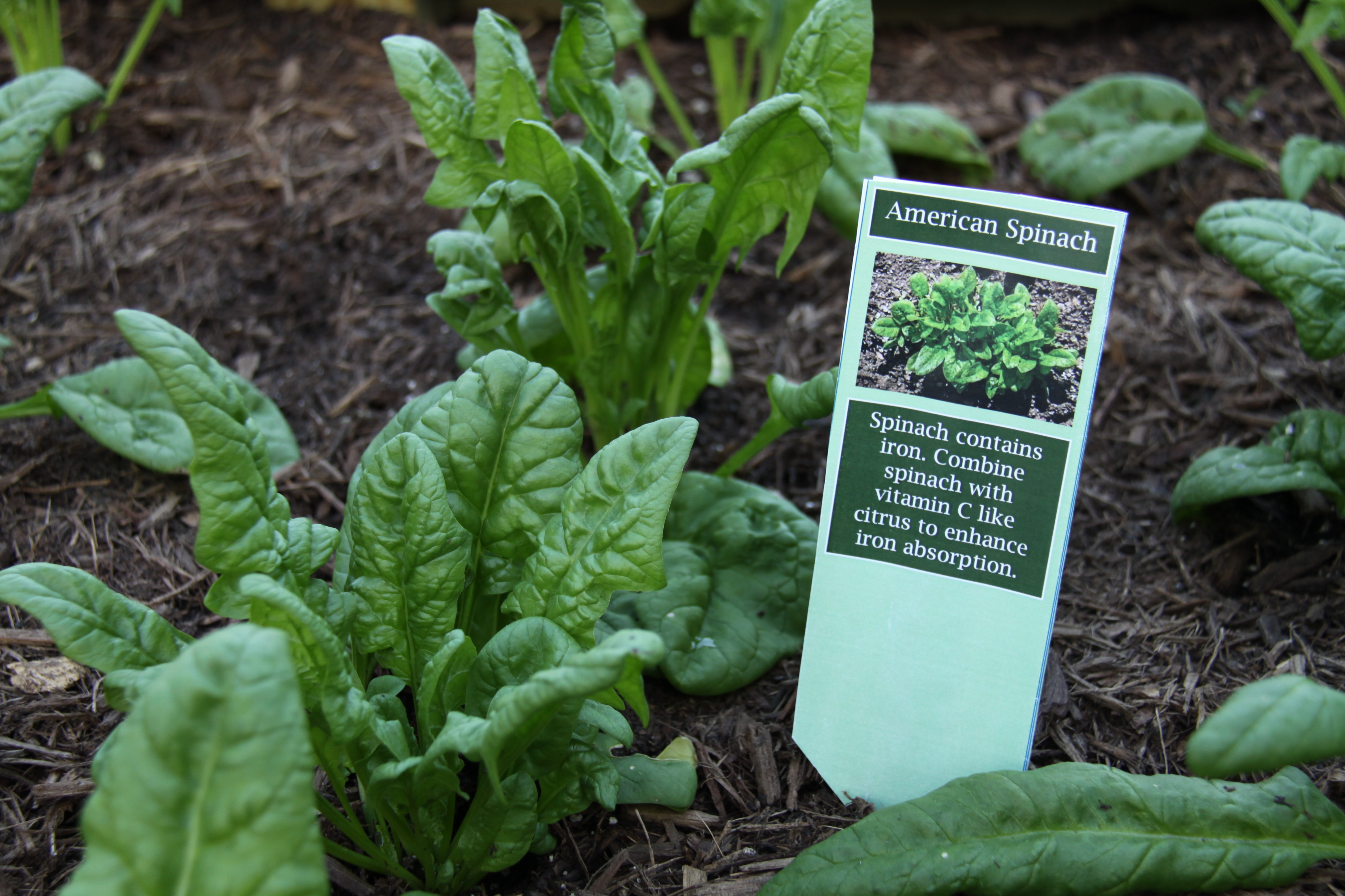 Island Farmacy Plants